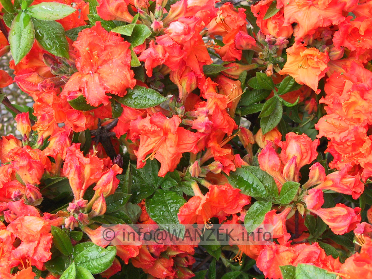 Azalea knaphill Gibraltar1.JPG